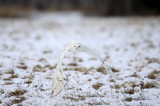 Snowy Owl, Great white owl (Nyctea scandiaca) adult flying up in snow, winter, Zdarske Vrchy, Bohemian-Moravian Highlands, Czech Republic