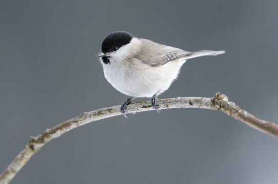 Marsh Tit (Poecile palustris, formerly Parus palustris) perched on a branch