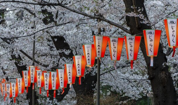 Luminous lanterns with Japanese characters hang on blossoming cherry trees, Japanese cherry blossom in spring, Hanami Fest, Chidorigafuchi Green Way, Chiyoda City, Tokyo, Japan