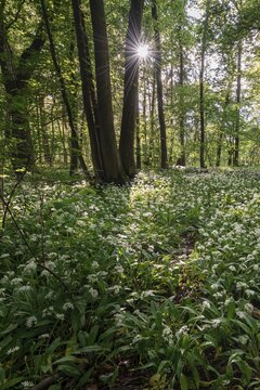 Mixed deciduous forest in spring, flowering Ramsons (Allium ursinum) on forest floor, Perlacher Forst, Bavaria, Germany