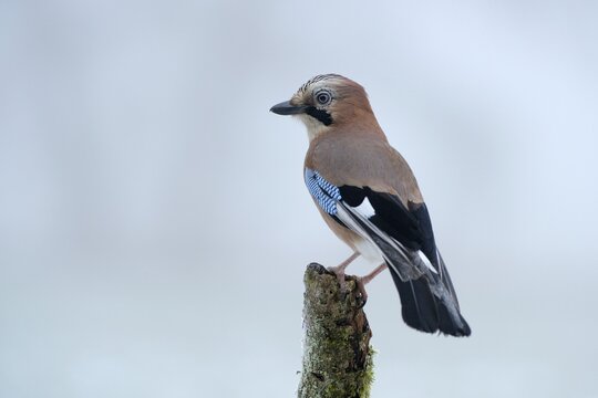 Eurasian Jay (Garrulus glandarius) perched on branch
