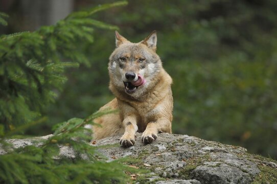 Wolf (canis lupus), Bavarian Forest, Bavaria, Germany