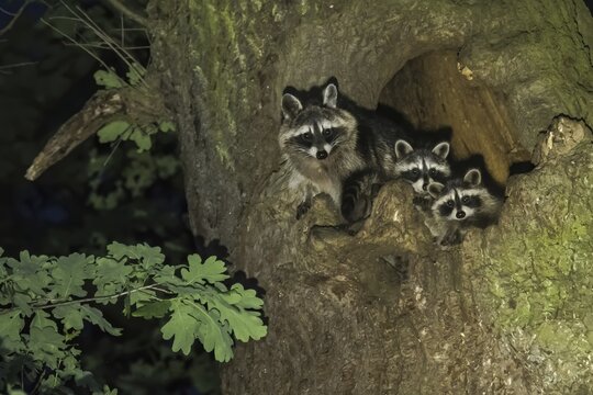 Raccoons (Procyon lotor), Vixen with two young animals, looking out of her tree cavity, Hesse, Germany
