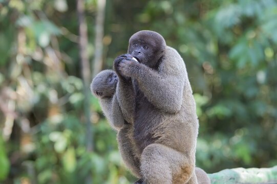 Brown Woolly Monkey or Humboldt's Woolly Monkey (Lagothrix lagotricha), adult female with young, vulnerable species, Amazonas State, Brazil