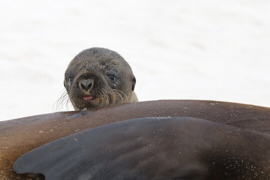 Young California Sea Lion (Zalophus californianus), Espanola Island, Galapagos, Ecuador, South America
