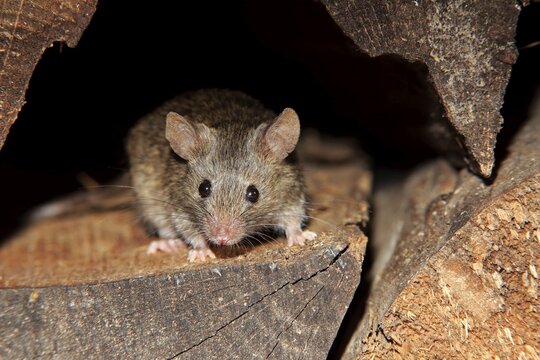 House mouse (Mus musculus), adult, looks out of woodpile, alert, curious, interested, cute, Germany