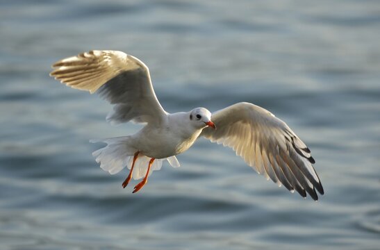 Black-headed gull (Larus ridibundus) in flight