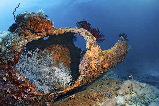 Spaghetti Finger Leather Coral (Sinularia flexibilis) in weathered chimney, white, feather star (Crinozoa) Saint Quentin Schffswrack, sunk 1898, Pacific, South China Sea, Subic Bay, Luzon Island, Philippines