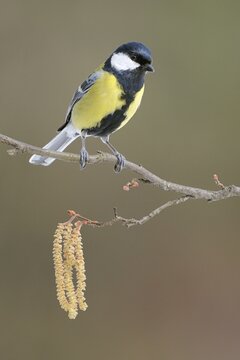 Great Tit (Parus major) sitting on flowering hazel shrub