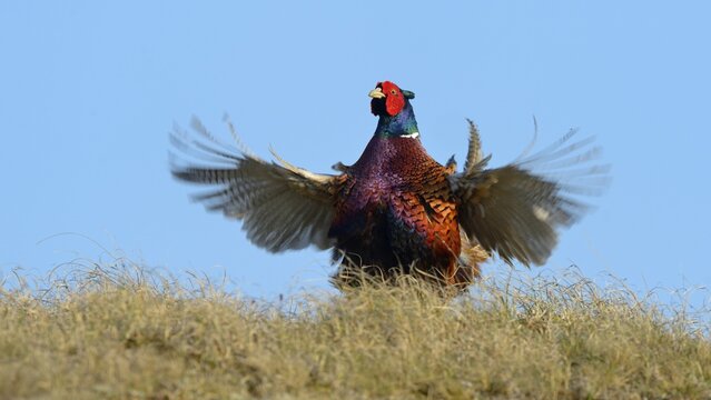 Common Pheasant (Phasianus colchicus), cock displaying, Dunes of Texel National Park, Texel, West Frisian Islands, Province of North Holland, Netherlands