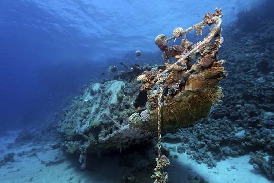 Wreck covered with Anthozoa (Anthozoa) and lower animals (Evertebrata), shipwreck, sailing ship, Red Sea, Abu Galawa, Fury Shoals, Egypt