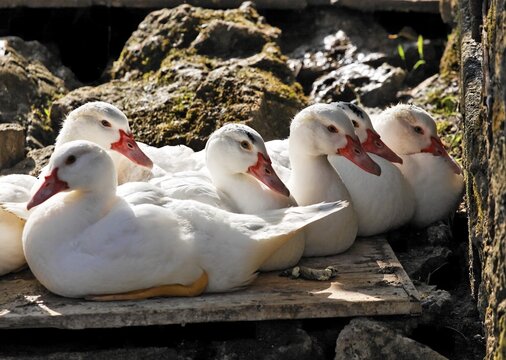 Domestic Ducks (Anas domestica), Pottenstein, Franconian Switzerland, Bavaria, Germany, Europe