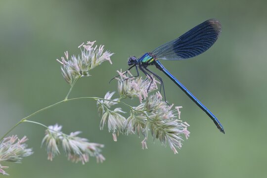Banded Demoiselle (Calopteryx splendens), male, Haren, Emsland region, Lower Saxony, Germany, Europe