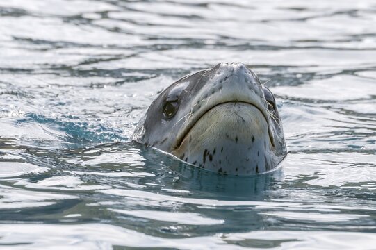 Leopard Seal (Hydrurga leptonyx), Cooper Bay, South Georgia, South Georgia and the Sandwich Islands, Antarctica