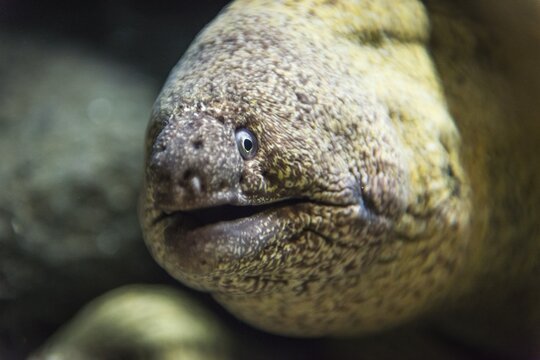 Animal portrait of a Giant Moray (Gymnothorax javanicus), captive