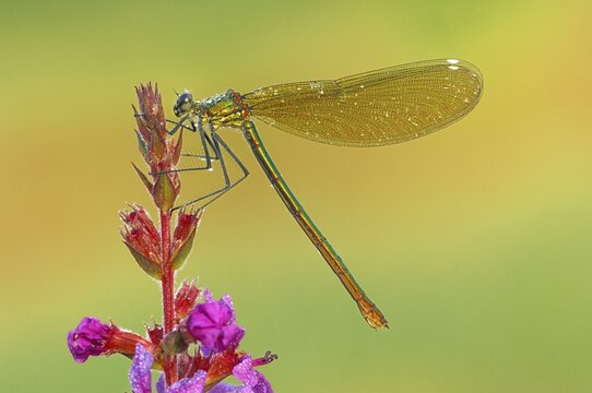 Banded Demoiselle (Calopteryx splendens)