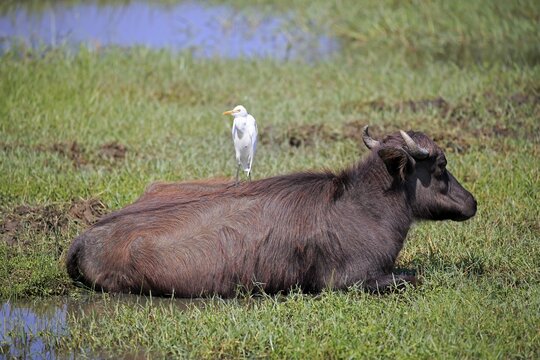 Water buffalo (Bubalis bubalis), juvenile calf resting with cattle egret on back (Bubulcus ibis), Bundala National Park, Sri Lanka