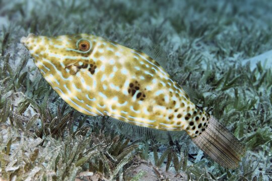 Scrawled Filefish (Aluterus scriptus) on seagrass meadow, Makadi Bay, Red Sea, Hurghada, Egypt