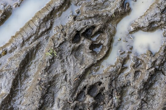 Trail of a dog's paw in the mud, Perlacher Forst, Munich, Upper Bavaria, Bavaria, Germany