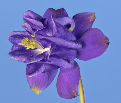 Ordinary columbine (Aquilegia vulgaris) against a blue background, Austria