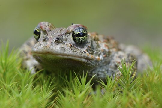 Natterjack toad (Bufo calamita), Emsland, Lower Saxony, Germany