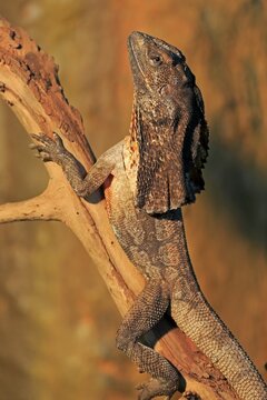 Frill-necked lizard (Chlamydosaurus kingii), adult, foraging, Parndana, Kangaroo Island, South Australia, Australia