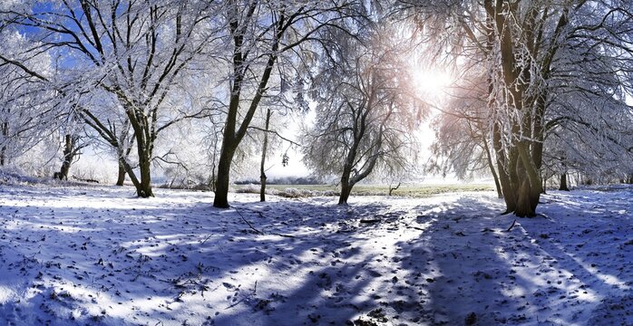 Frost-covered trees under a deep blue sky near Eichstaett, Pietenfeld, Bavaria, Germany, Europe