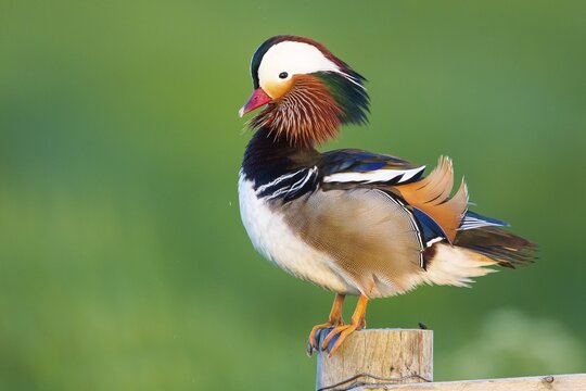 Mandarin Duck (Aix galericulata), male, drake, perched on a fence post, Texel, North Holland, The Netherlands