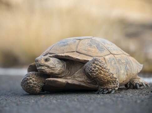 Agassiz's desert tortoise (Gopherus agassizii) crossing road, Valley of Fire, Mojave Desert, Nevada, USA