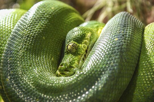 Green Tree Python (Chondropython viridis), captive