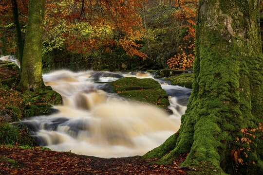 Mountain stream in autumnal deciduous forest, Glendalough, Wicklow, Ireland