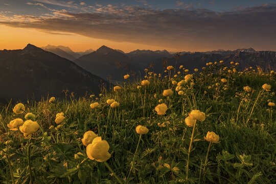 Sunrise behind meadow with Globeflowers (Trollius europaeus) and Lechtaler Alps in the background, Tannheimer Tal, Tyrol, Austria
