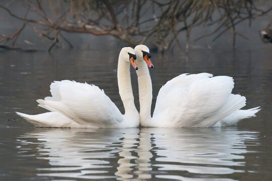 Courtship of two mute swans (Cygnus olor), Hesse, Germany