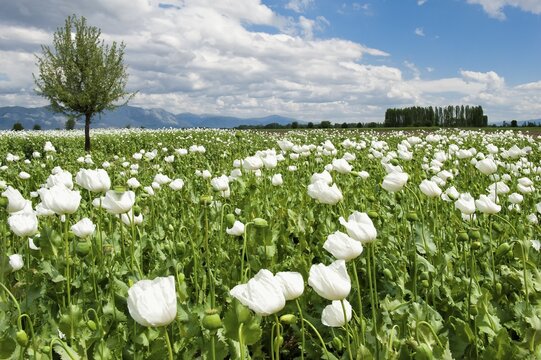 Opium poppy (Papaver somniferum) field, Turkey