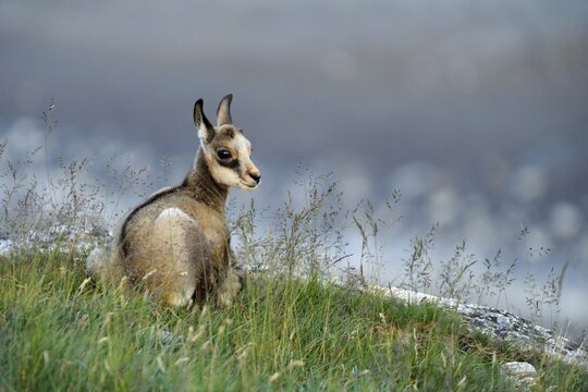 Chamois fawn (Rupicapra rupicapra)