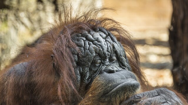 Old orangutan female (Pongo) looking contemplative, captive
