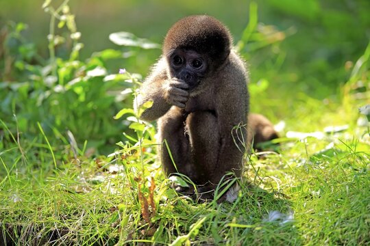 Brown woolly monkey (Lagothrix lagotricha), young animal eating, captive