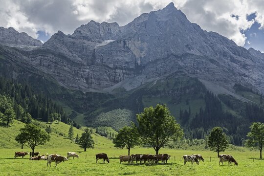Cows between maple trees, Ahornboden, Eng Alm, Lamsenspitze behind, Karwendel, Tyrol, Austria
