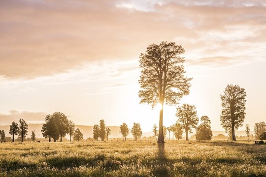 Landscape, single trees in a meadow, backlit, West Coast, New Zealand