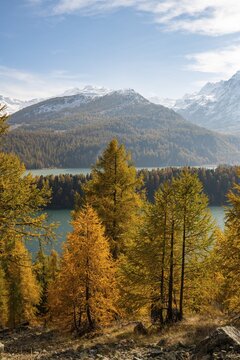 Autumnal larch forest with snow-covered mountains, Silsersee, Engadin, Grisons, Switzerland