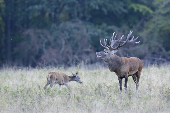 Red Deer (Cervus elaphus), Denmark