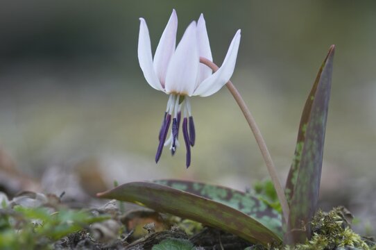 Dog's tooth violet or Dogtooth violet (Erythronium dens-canis)