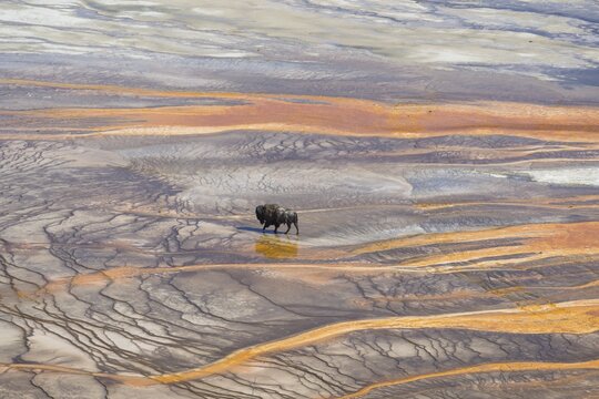 Bison crossing the sinter crust of Grand Prismatic Spring, Yellowstone National Park, Wyoming, United States