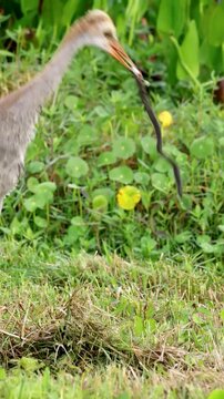 Florida sandhill crane colt holding snake, juvenile feeding behavior in natural habitat