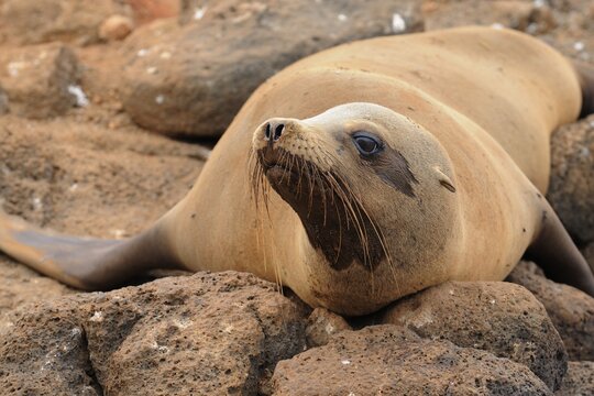 Gal&aacute;pagos Sea Lion (Zalophus wollebaeki)