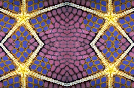PHOTOMONTURE, Graphic structure on underside of Red Pillow Starfish (Halithyle regularis), Indian Ocean, Wakatobi Island, Tukangbesi Archipelago, Wakatobi National Park, UNESCO World Heritage Site, Southeast Sulawesi, Indonesia