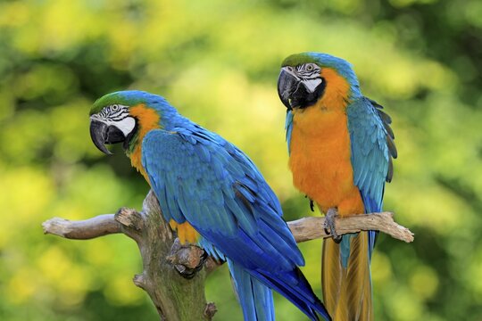 Blue and Yellow Macaws (Ara ararauna), pair, native to South America, captive, Wachenheim, Germany