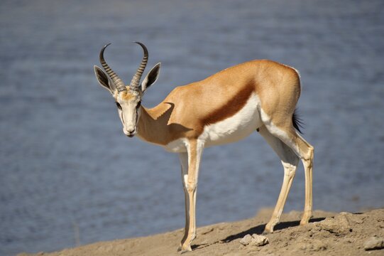 Springbok (Antidorcas marsupialis) at Chudop Waterhole near Namutoni, Etosha National Park, Namibia, Africa