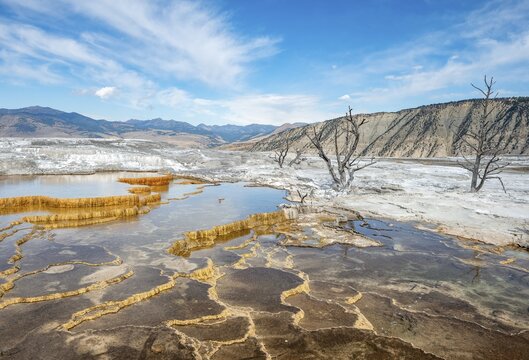 Dead trees on sinter terraces, hot springs, orange mineral deposits, Palette Springs, Upper Terraces, Mammoth Hot Springs, Yellowstone National Park, Wyoming, USA