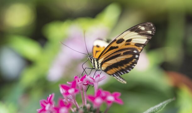 Xanthocles longwing (Heliconius xanthocles) sitting on pink flower, captive